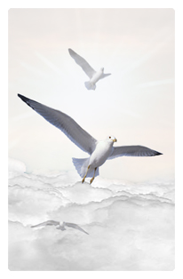 Journey Home Clouds Birds White